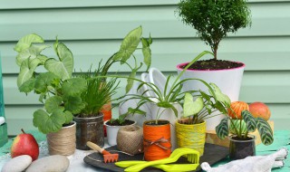 家里餐厅放什么植物好（家里餐桌放什么植物好）