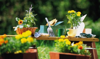 家里不能放什么植物（家里不可以放什么植物）