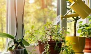 家里放什么植物容易养（家里容易养的植物）