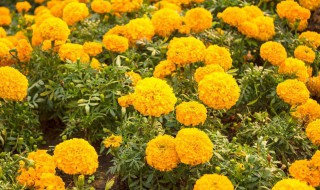 家里放什么盆栽招财 家里放哪些花卉招财