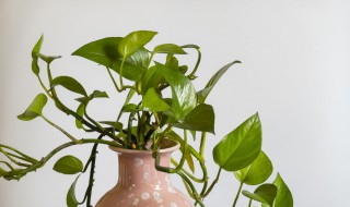 家里装修放什么绿植好 家里新装修放什么植物好