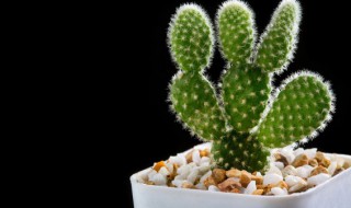 装修家里放什么吸甲醛（装修房子用什么吸甲醛）