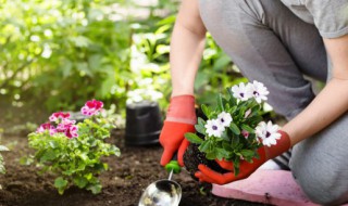 属鸡家里放什么植物好（属鸡适合摆放什么植物）