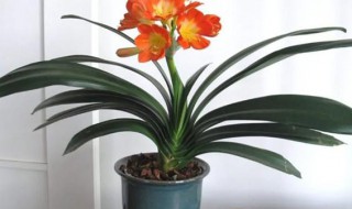 家里放什么植物转运（家里放什么植物运气好）