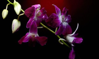 过年买什么花放家里好（过年买什么花放家里好招财）