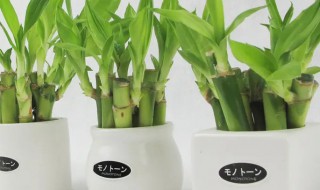 家里面放什么植物好(家里应该放什么植物好呢)