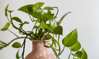 家里放什么植物好养(家里放什么植物比较好养)