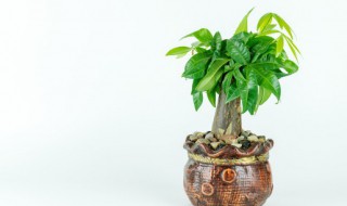 家里客厅放什么绿植好(家里客厅放什么绿植好看又好养)