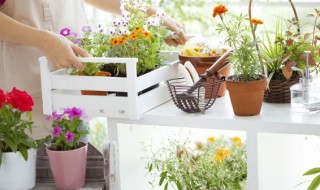 家里放什么植物驱蚊（家里放什么植物驱蚊子）