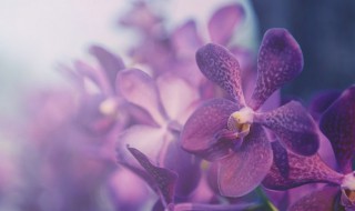 买什么花放家里好 家里放什么花好