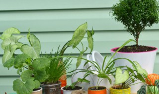 家里进门对面放什么好 进家门正对面放什么好