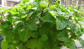 驱蚊最好的植物（农村驱蚊最好的植物）