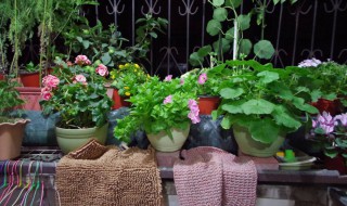 家里客厅适合放什么花（客厅适合放什么花?）