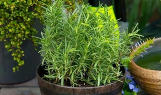 什么植物驱蚊子 什么植物驱蚊子最有效又好养