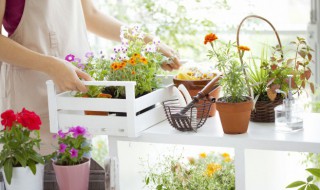 属蛇家里放什么植物好（属蛇家里放什么植物最好）