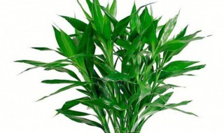 属虎的人家里放什么好 属虎的家里不宜放什么