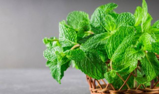 北方驱蚊植物有哪些（北方防蚊子的植物）