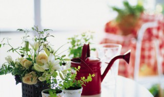 家里养什么植物驱蚊虫 驱蚊家养植物有哪些