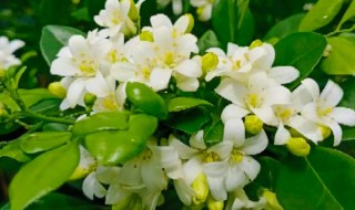 什么植物驱蚊虫 夏天种什么植物驱蚊虫