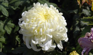 阳台种菊花好吗（阳台上养菊花有什么不好吗）