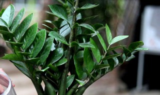 金钱树的水培繁殖方法 金钱树能水培吗?