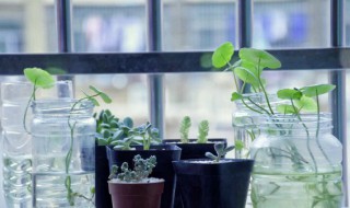 植物水培方法 水培植物如何培养