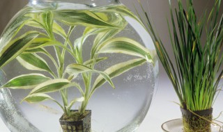 水培吊兰改土培的方法 兰花水培改土培的注意事项