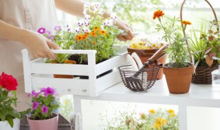 驱蚊虫植物（室内驱蚊虫植物）