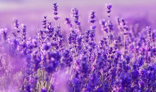 种什么植物可以驱蚊 夏天家里种什么植物可以驱蚊