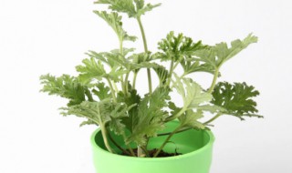 室内驱蚊植物（夏天室内驱蚊植物）