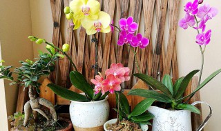 蝴蝶兰水培方法（蝴蝶兰水培方法和注意事项快递单号）