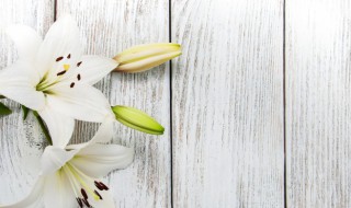 百合种球水培方法（百合种球水培）