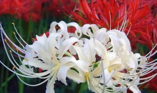 彼岸花水培方法 彼岸花可以水培种植吗