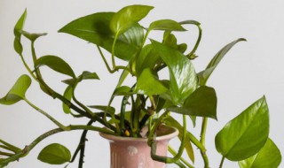 绿萝的水培繁殖方法（绿萝水培种植方法）