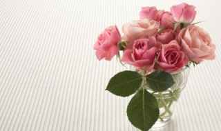 阳台种玫瑰花合适吗 阳台种玫瑰花好不好