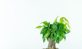 发财树的水培方法（怎样水培发财树要详细）