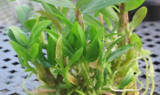 铁皮石斛水培方法 铁皮石斛水培方法如下