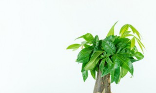 发财树水培方法 发财树水培方法和注意事项