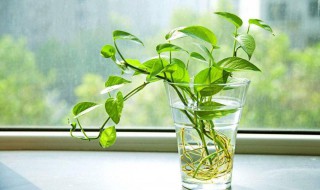 绿萝移植水培的方法 水培绿萝怎么栽