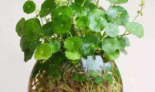 铜钱草完全水培的方法 铜钱草根茎水培步骤