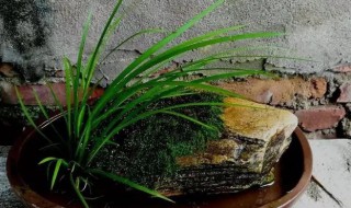 菖蒲的水培方法 菖蒲的水培方法视频