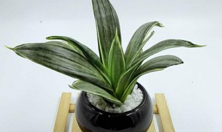 虎皮兰水培生根方法（虎皮兰可以水培吗,虎皮兰水培生根方法）