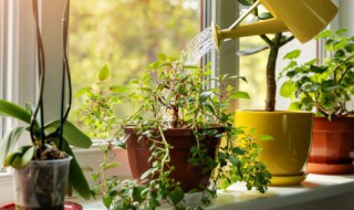 阳台可种攀爬植物吗（适合阳台种植的攀爬绿植）