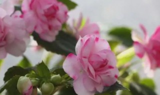 水梅花水培方法 水梅花可以水培吗