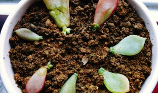 多肉植物水培叶插方法 水培叶插多肉的方法