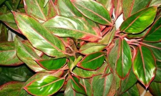 万年红水培方法（水培万年红的养殖方法）