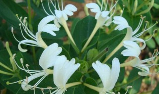 金银花水培繁殖方法（金银花怎么繁殖方法）