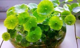 自制水培营养液的方法 自配水培营养液的方法