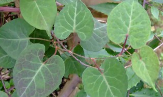 何首乌种在阳台能聚财吗 何首乌能种在家里吗