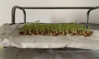 豌豆苗水培方法（豌豆苗能水培吗）